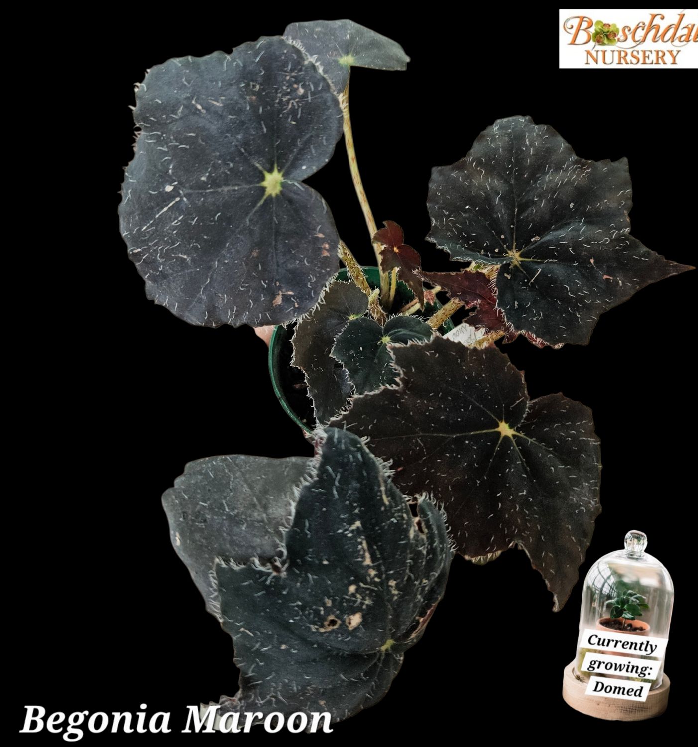 Begonia Maroon Begonia Maroon