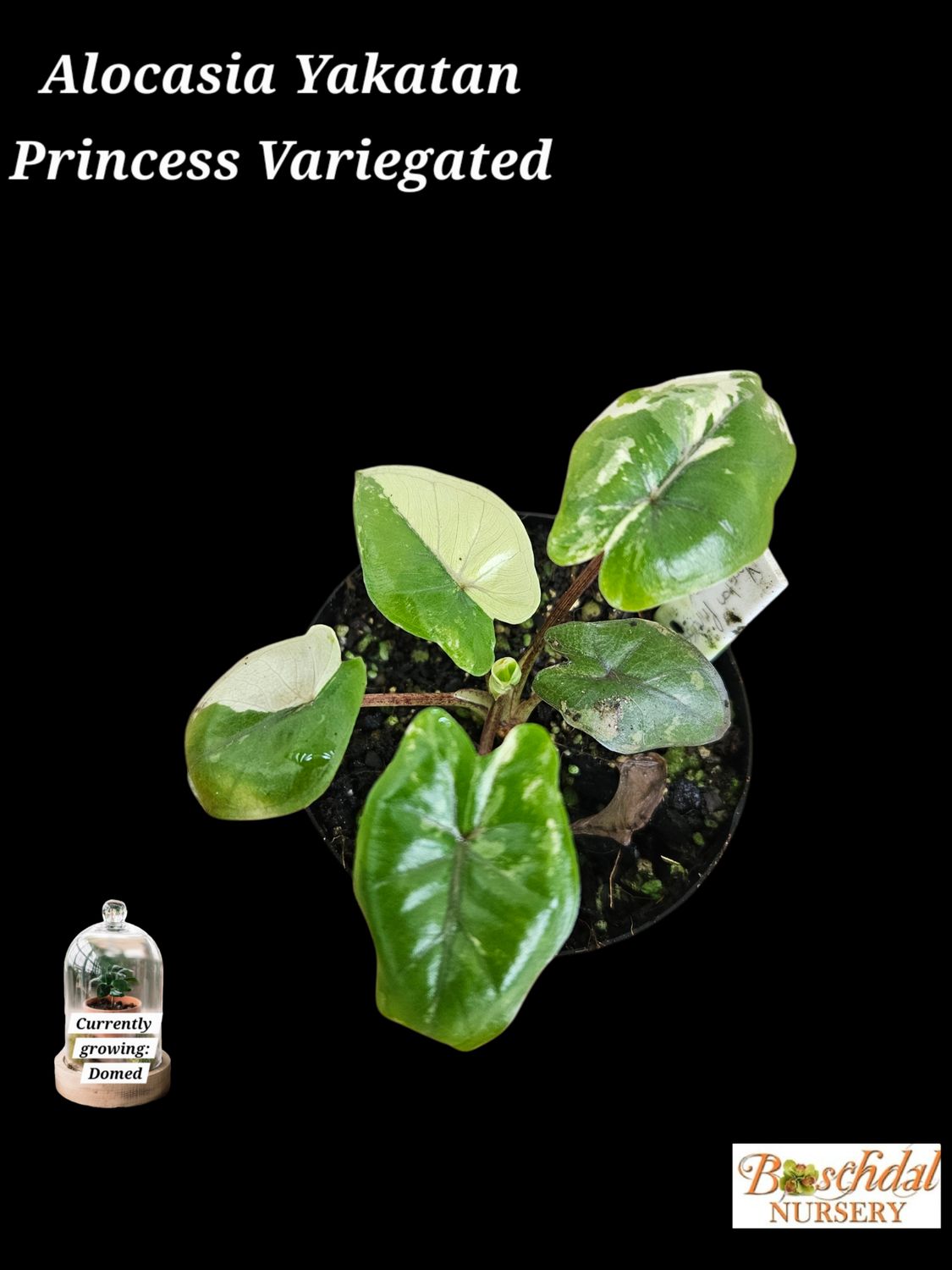 Alocasia Yakatan Princess Variegated