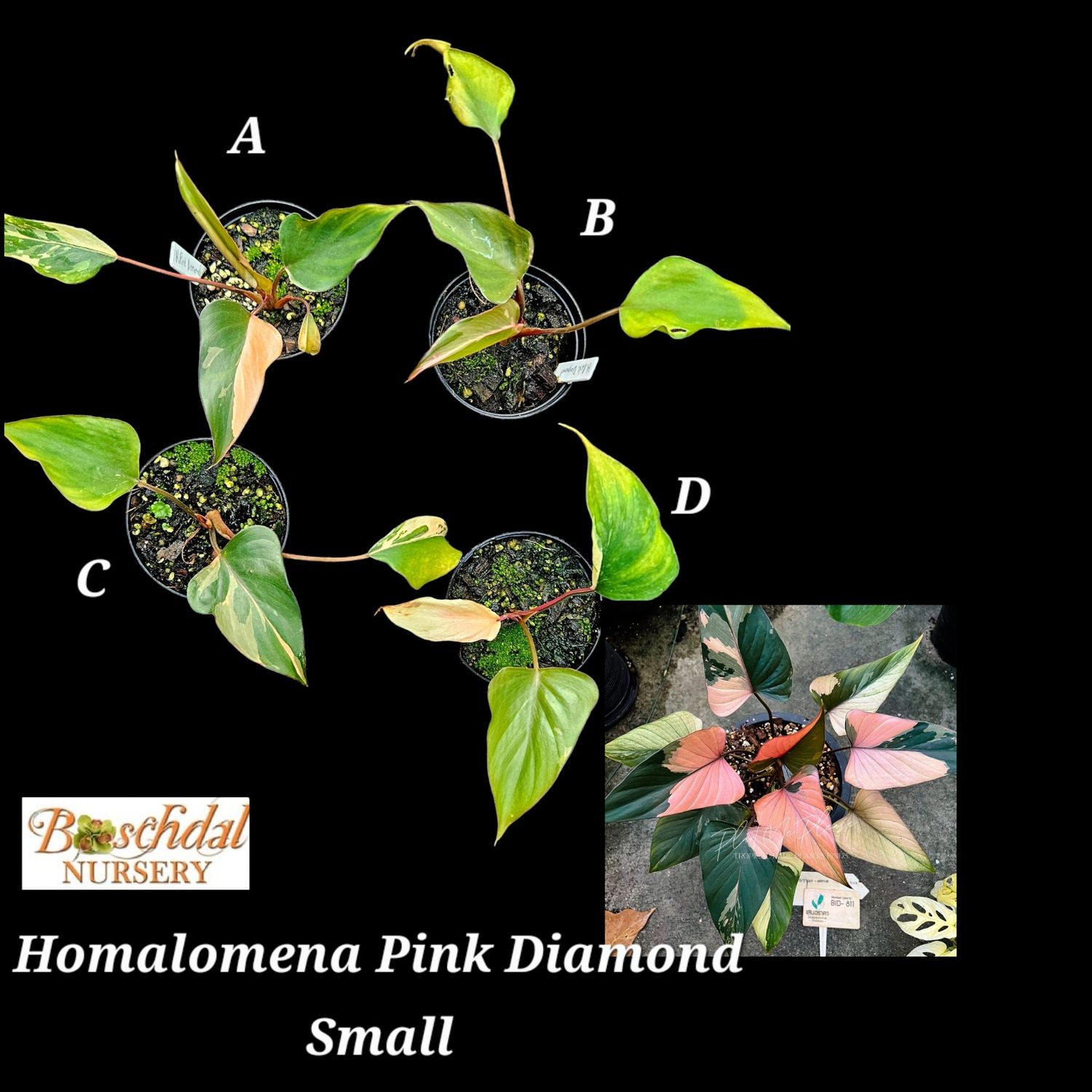 Homalomena Pink Diamond small Homalomena Pink Diamond small