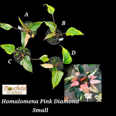 Homalomena Pink Diamond small
