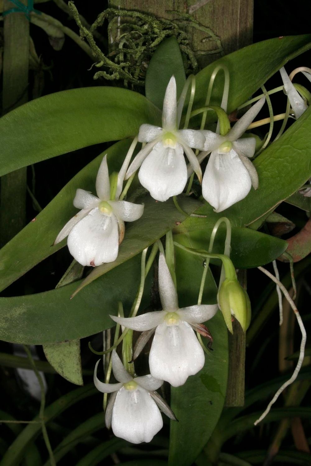 Angreacum leonis Angreacum leonis