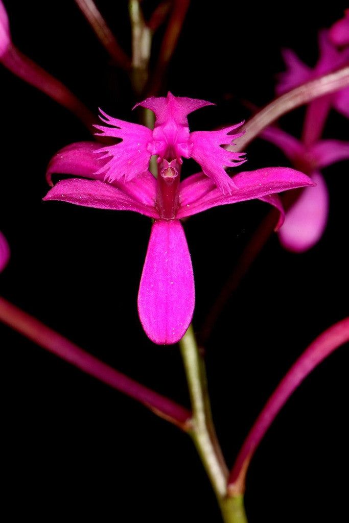 Epidendrum quitensium Epidendrum quitensium