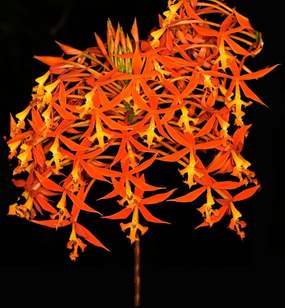 Epidendrum Scomburgkii Epidendrum Scomburgkii