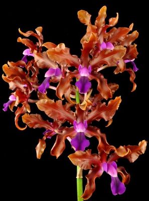 Laeliocattleya Bela Lugosi Laeliocattleya Bela Lugosi