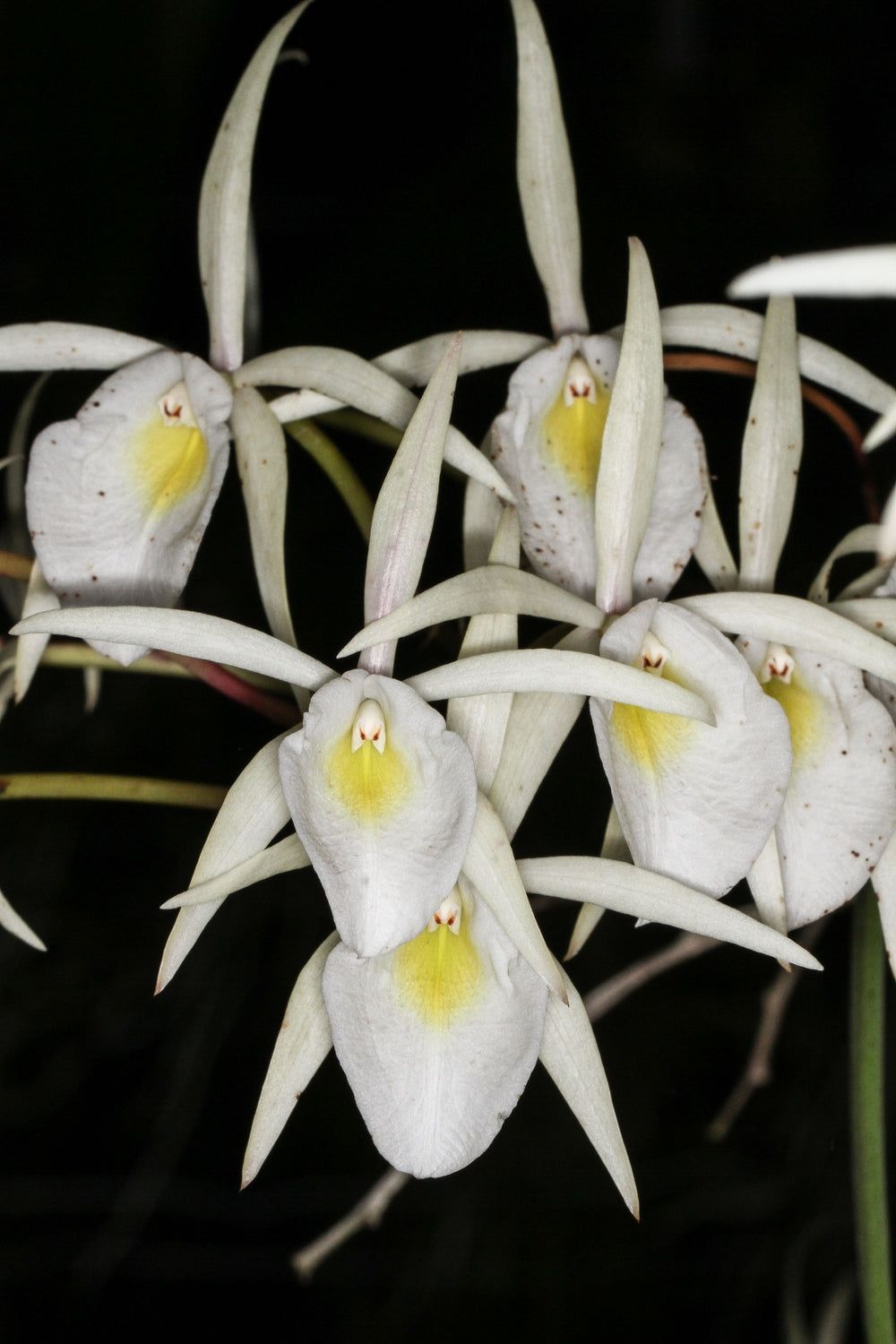 Brassavola flagellaris