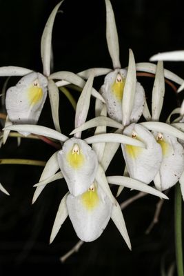 Brassavola flagellaris Brassavola flagellaris