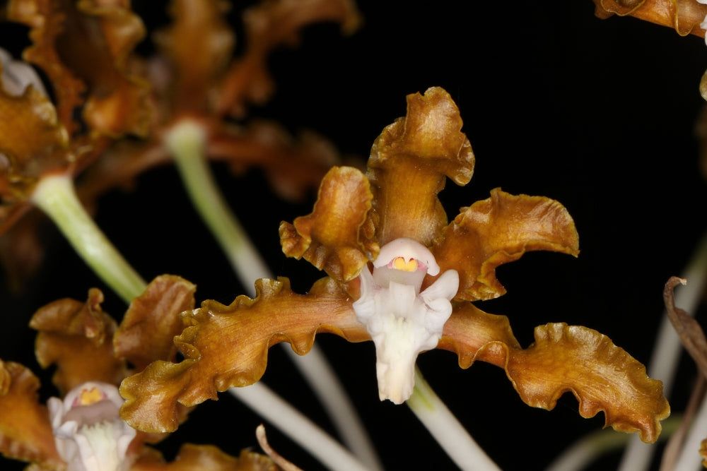 Laelia  (Schomburgkia) gloriosa