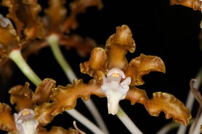 Laelia  (Schomburgkia) gloriosa