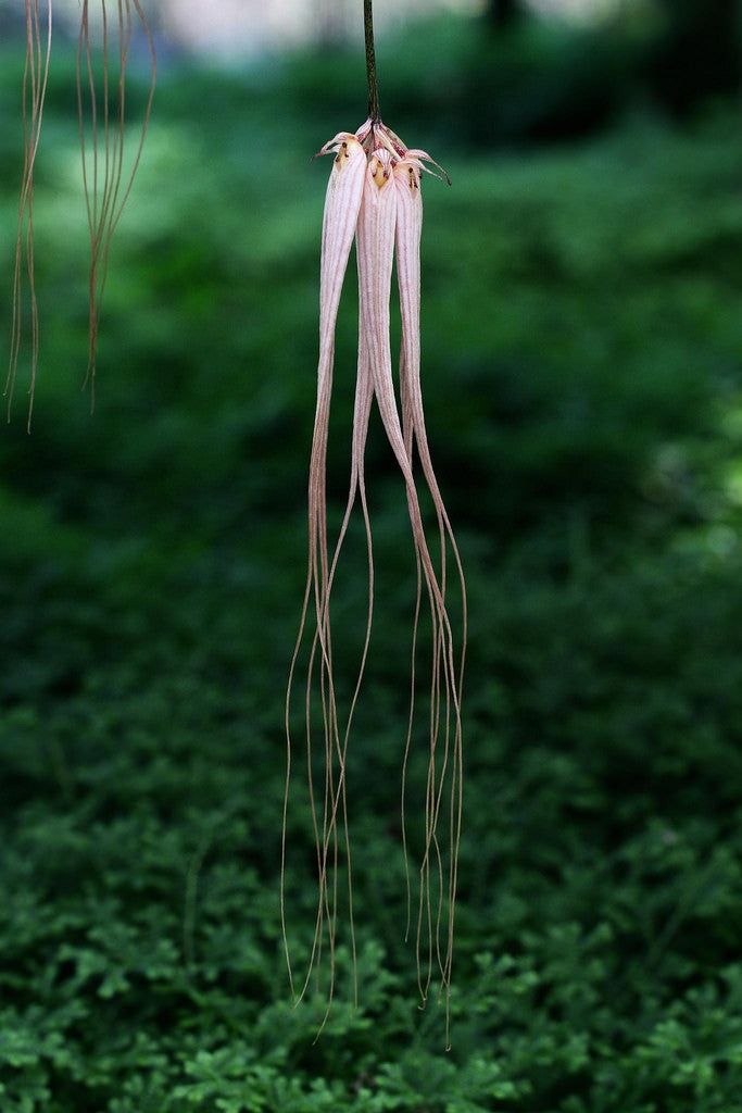 Bulbophyllum longissimun Bulbophyllum longissimun