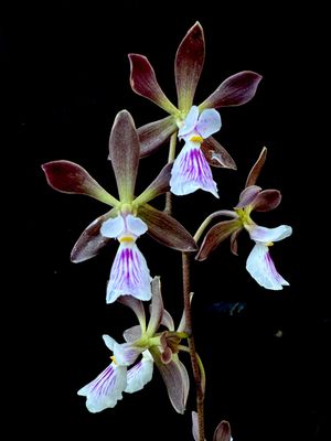 Encyclea Kruger Rock Encyclea Kruger Rock