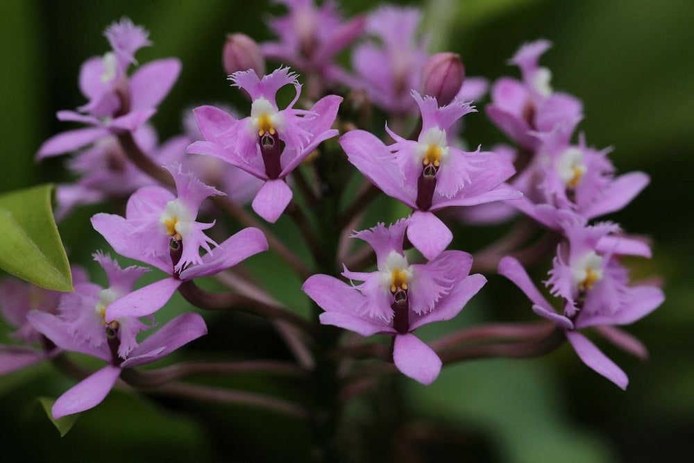 Epidendrum cf elongatum Epidendrum cf elongatum