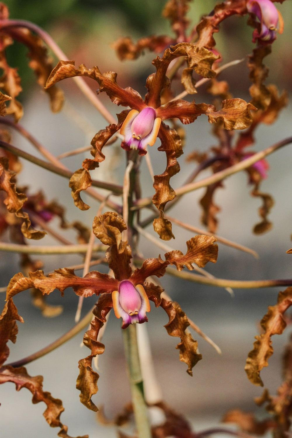 Laelia (Schomburgkia) lueddemannii