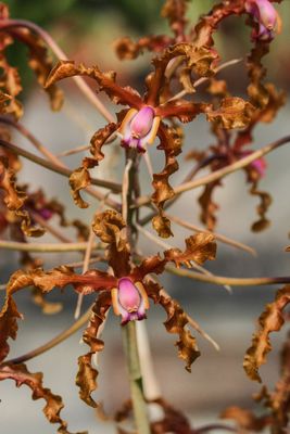 Laelia (Schomburgkia) lueddemannii Laelia (Schomburgkia) lueddemannii