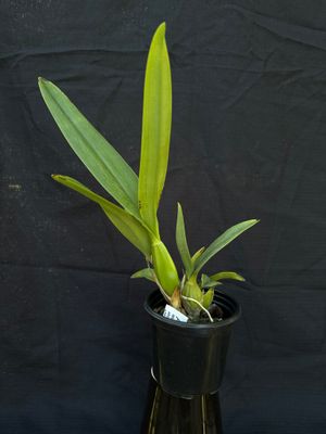 Laelia (Schomburgkia) lueddemannii