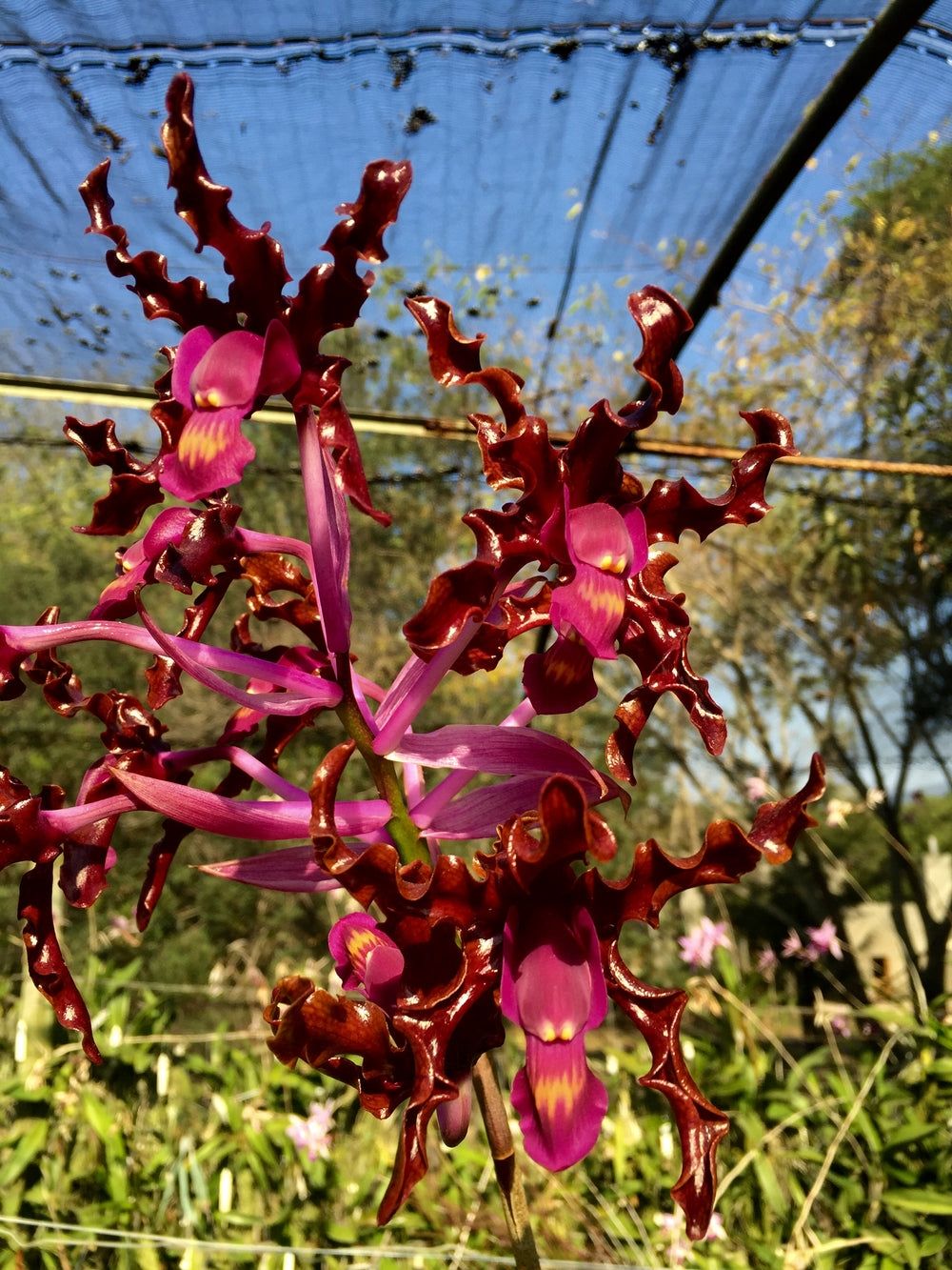 Laelia splendida (Cauca x sib) Laelia splendida (Cauca x sib)