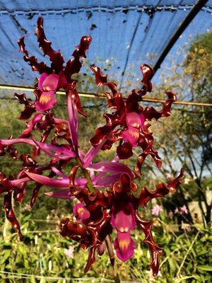 Laelia splendida (Cauca x sib) Laelia splendida (Cauca x sib)
