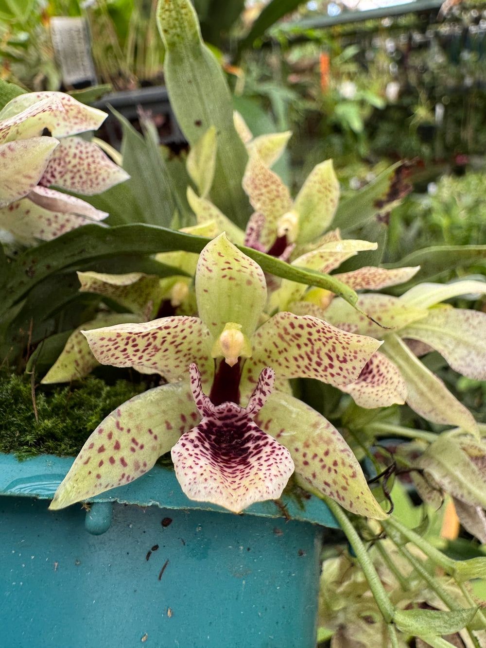 Promenade Limelight Promenade Limelight