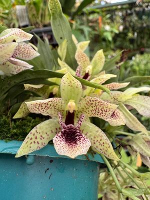 Promenade Limelight Promenade Limelight