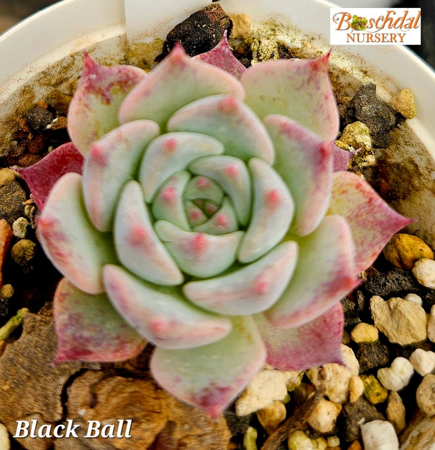 Echeveria Black Ball