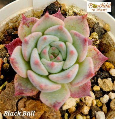 Echeveria Black Ball