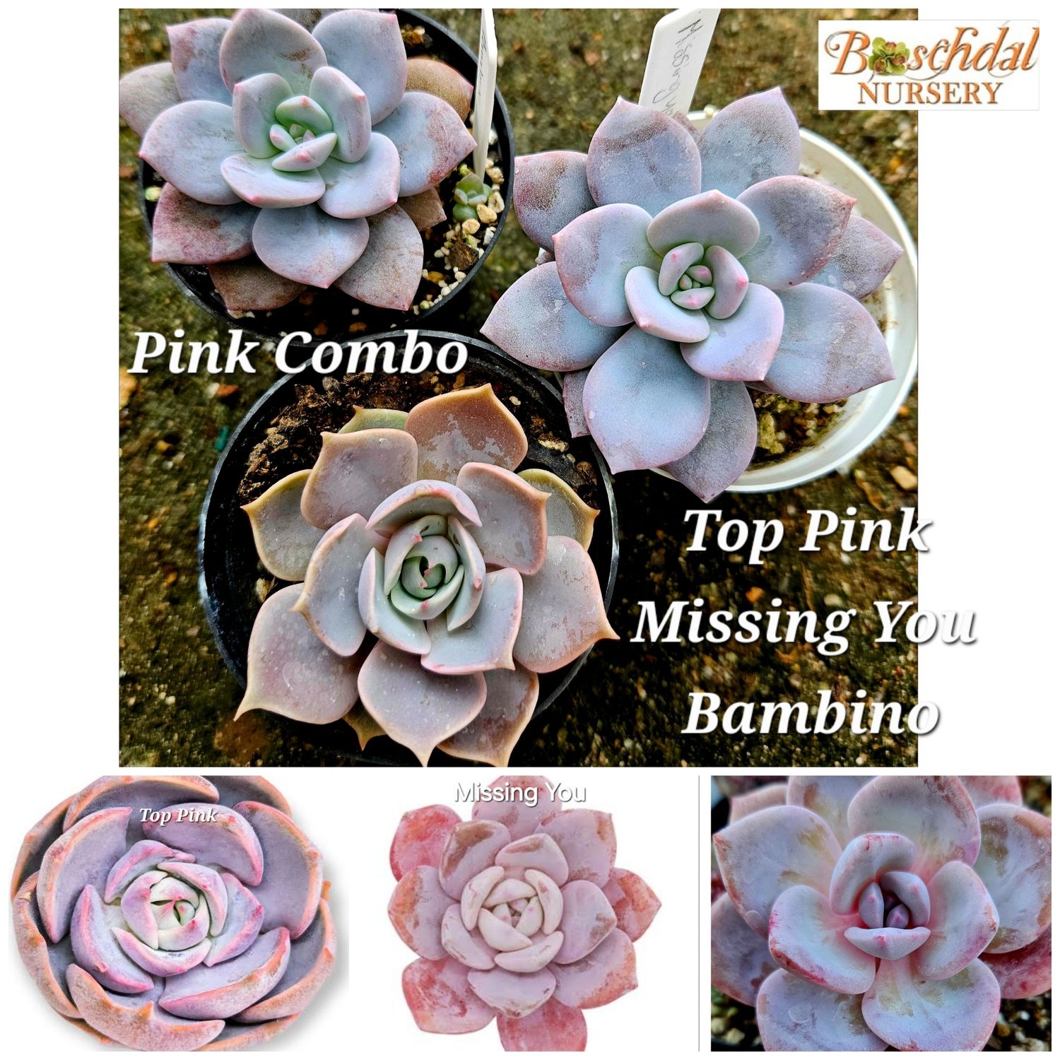 Echeveria Pink Combo