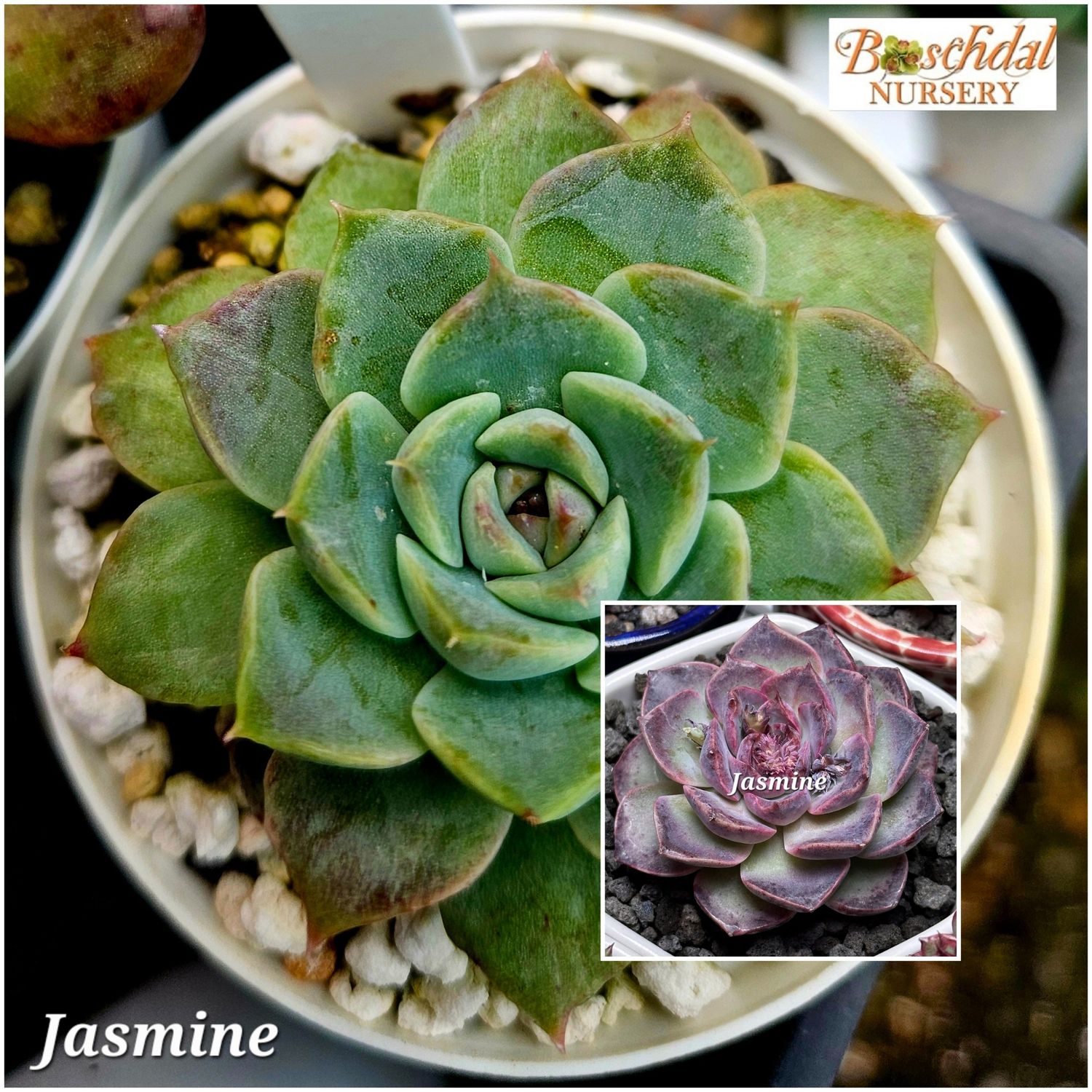 Echeveria Jasmine Echeveria Jasmine