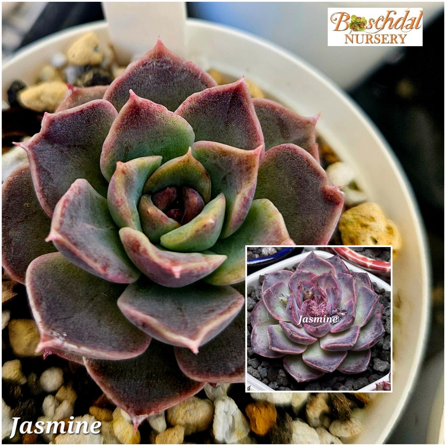 Echeveria Jasmine Echeveria Jasmine