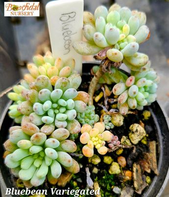 Graptopetalum Bluebean Variegated Graptopetalum Bluebean Variegated