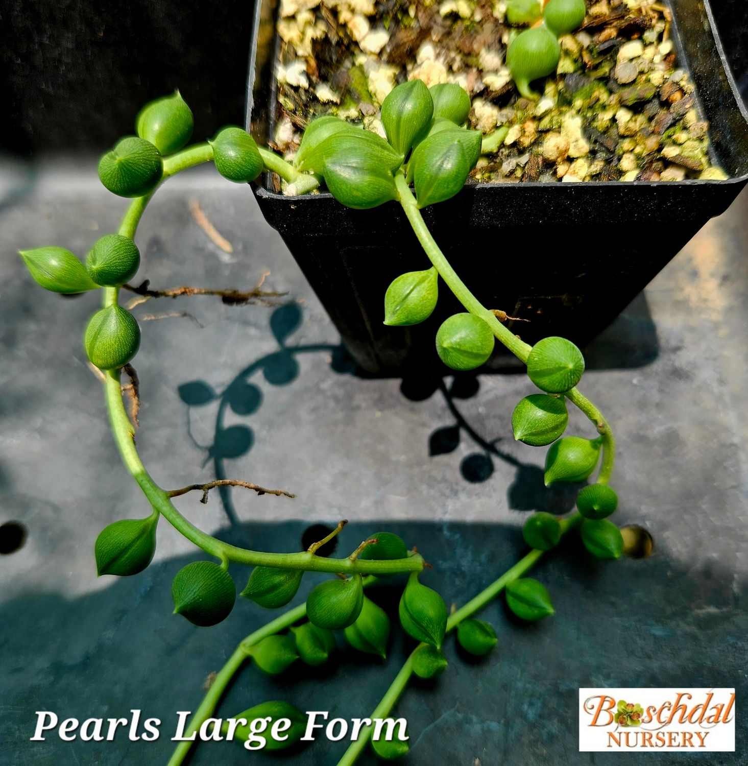 Pearls Large Form Pearls Large Form