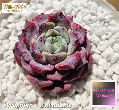 Echeveria Seraphine NEW NO ROOTS