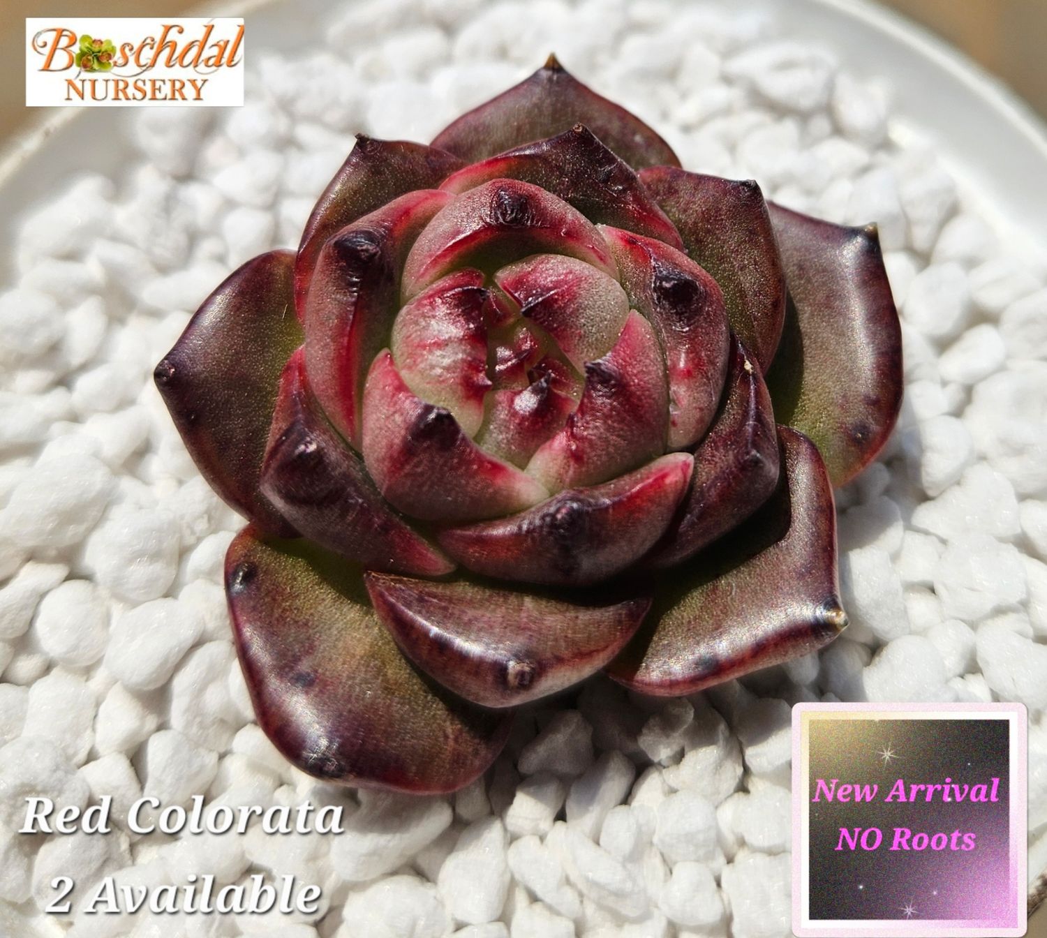 Echeveria Red Colorata NEW NO ROOTS Echeveria Red Colorata NEW NO ROOTS