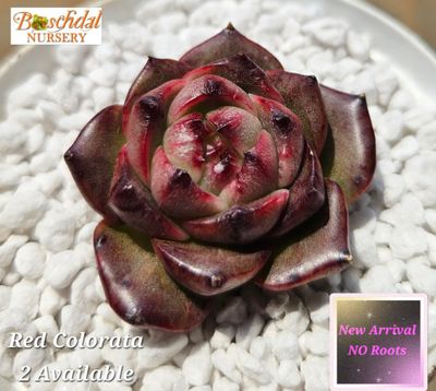 Echeveria Red Colorata NEW NO ROOTS
