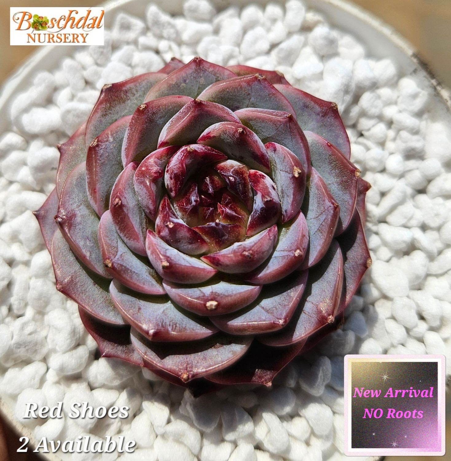 Echeveria Red Shoes NEW NO ROOTS