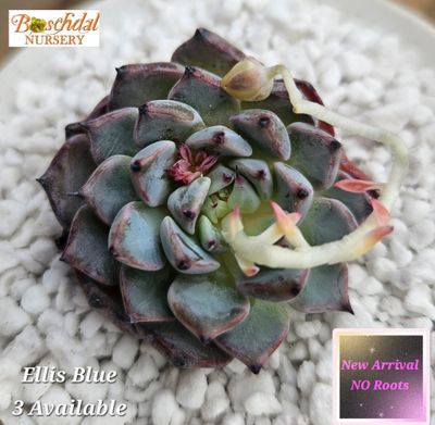 Echeveria Ellis Blue NEW NO ROOTS