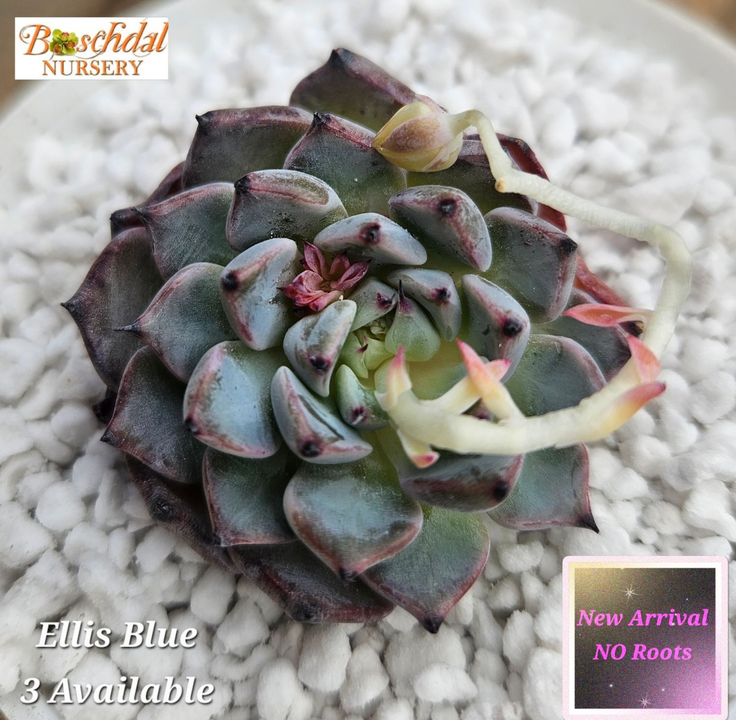 Echeveria Ellis Blue NEW NO ROOTS