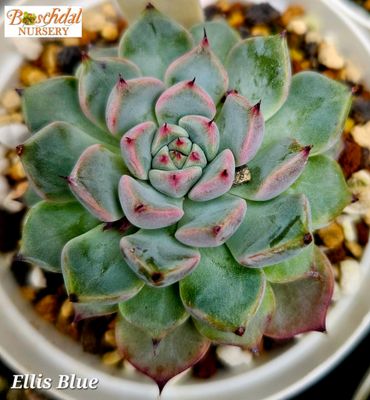 Echeveria Ellis Blue 
