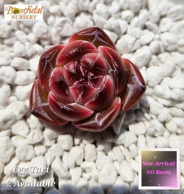 Echeveria Egg Tart NEW NO ROOTS