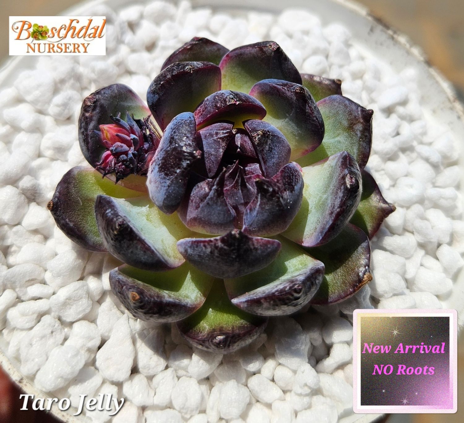 Echeveria Taro Jelly