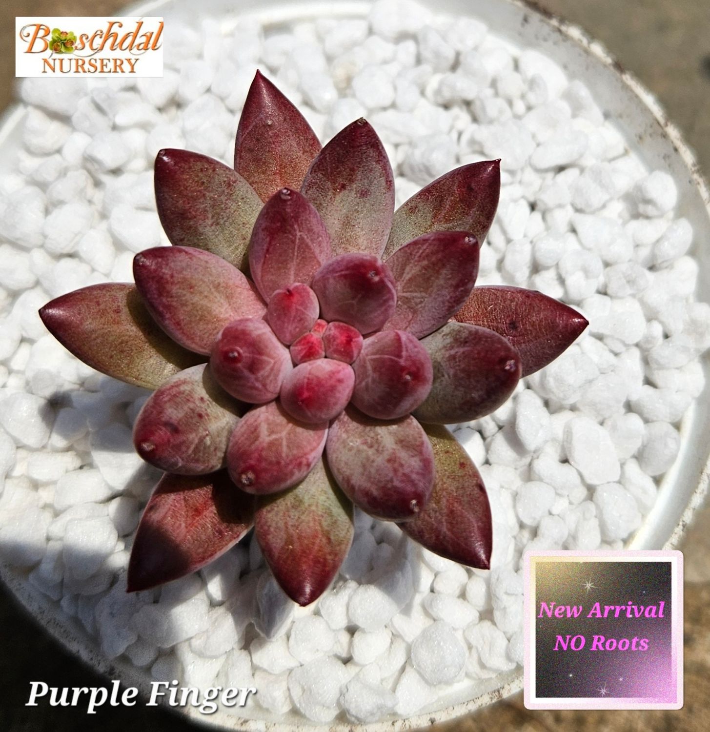 Purple Finger NEW NO ROOTS Purple Finger NEW NO ROOTS