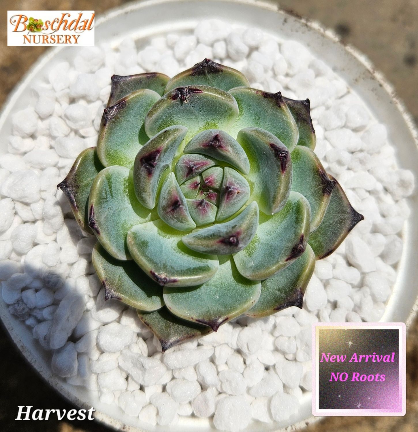 Echeveria Harvest NEW NO ROOTS
