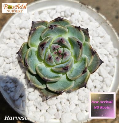 Echeveria Harvest NEW NO ROOTS