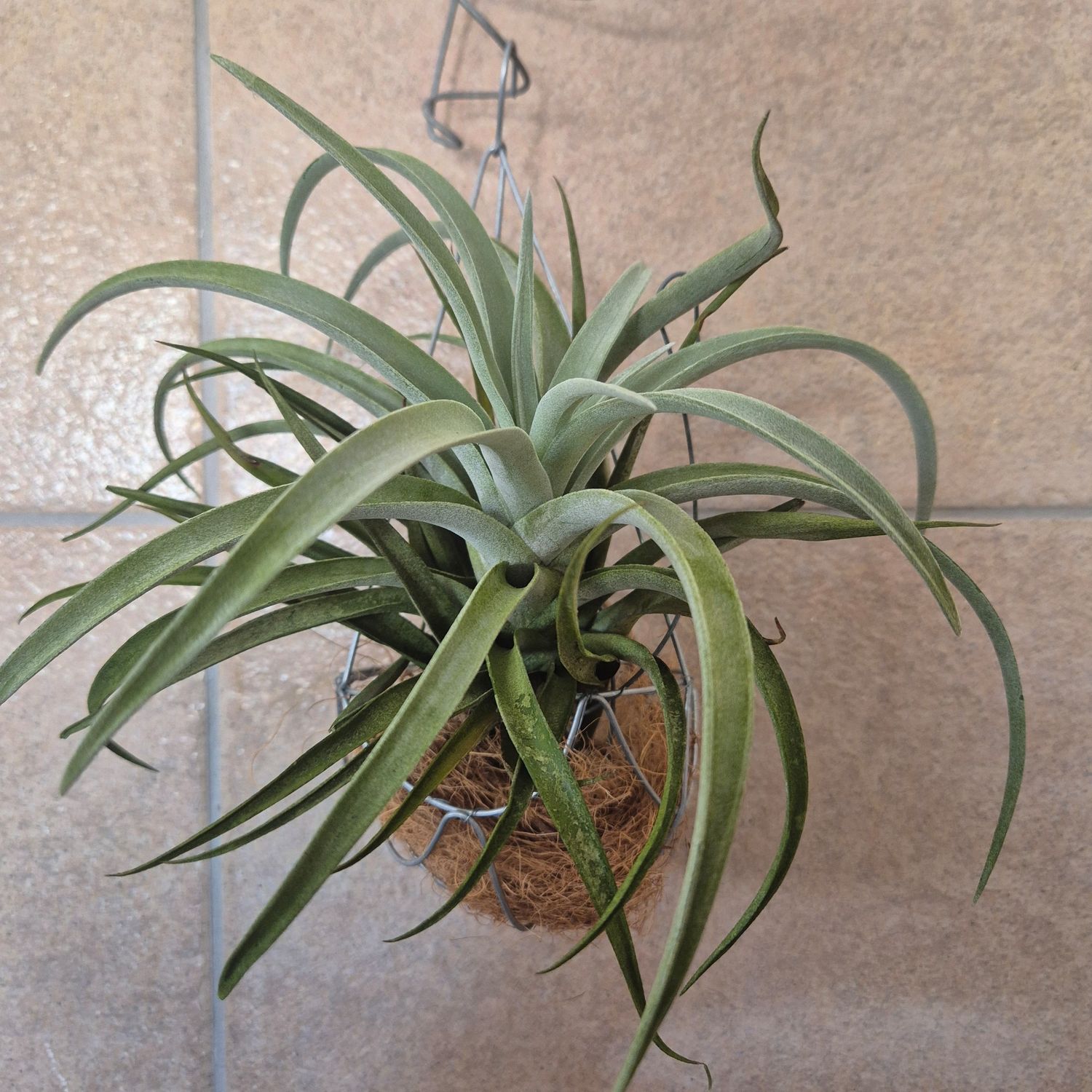 Tillandsia Harisii in wire basket Tillandsia Harisii in wire basket