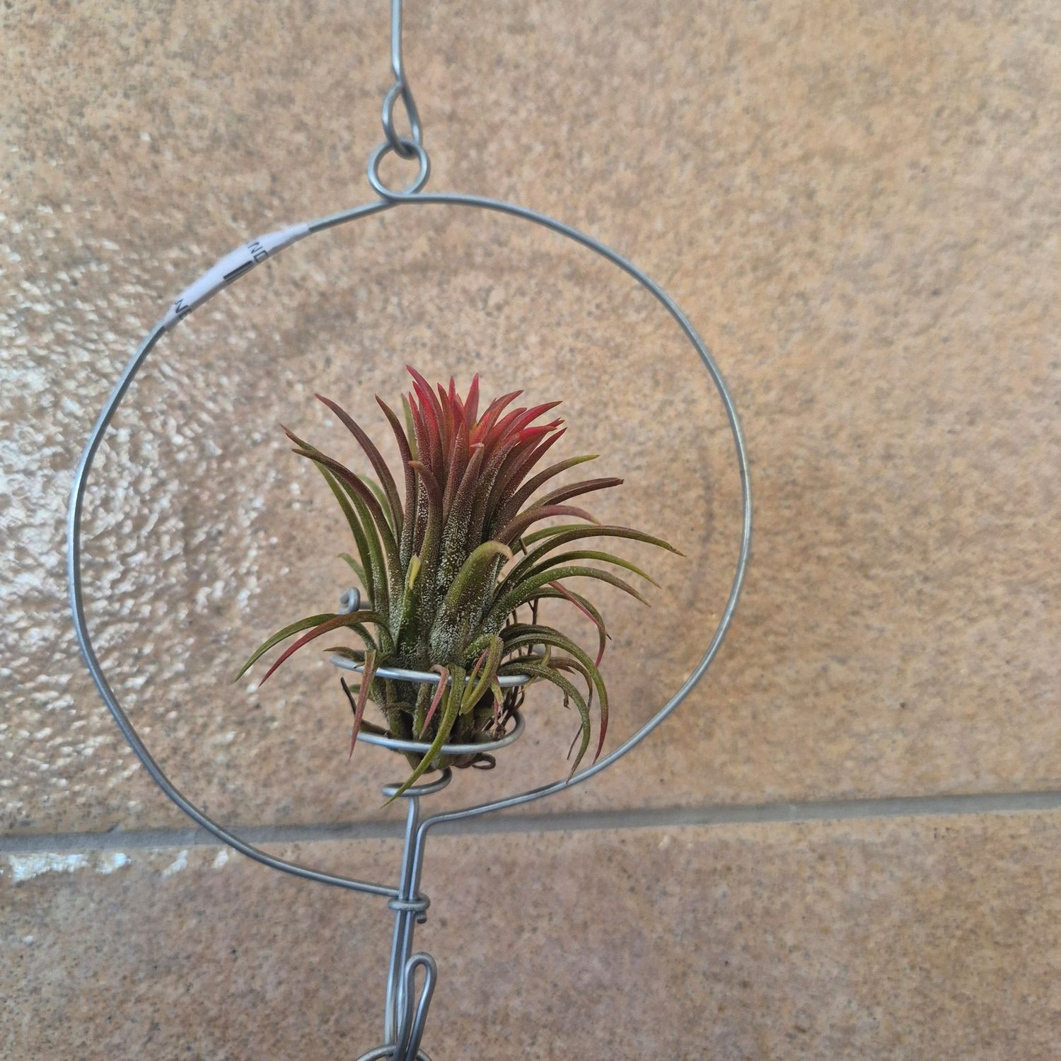 Tillandsia Rubra in wire circle Tillandsia Rubra in wire circle