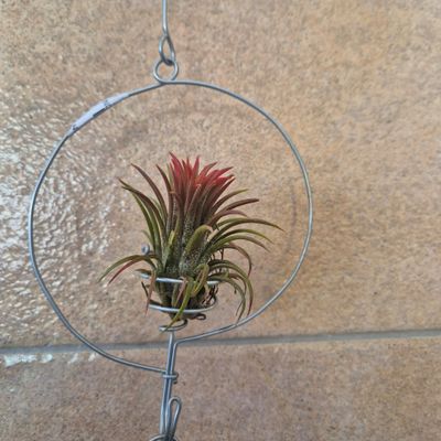 Tillandsia Rubra in wire circle Tillandsia Rubra in wire circle