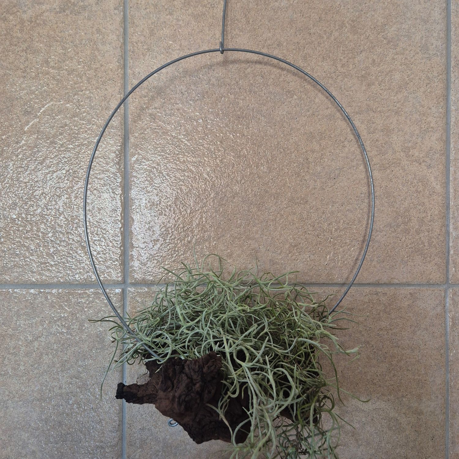 Mopanie wood Tillandsia holder with old mans beard