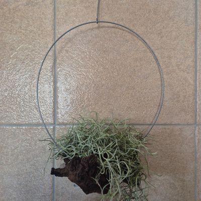 Mopanie wood Tillandsia holder with old mans beard Mopanie wood Tillandsia holder with old mans beard