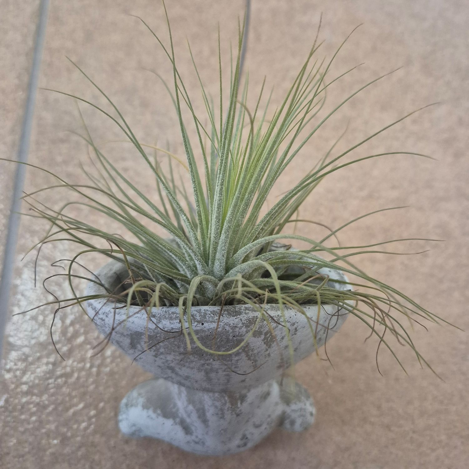 Tillandsia magnusiana in cement container