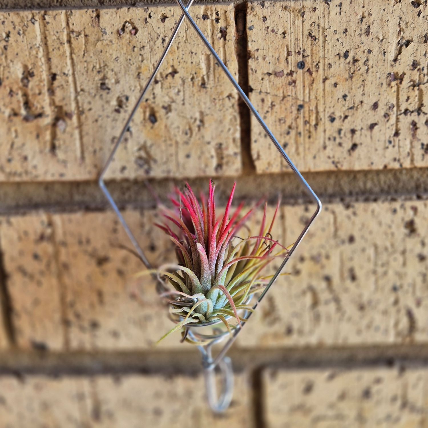 Diamond shape wire with plant Diamond shape wire with plant