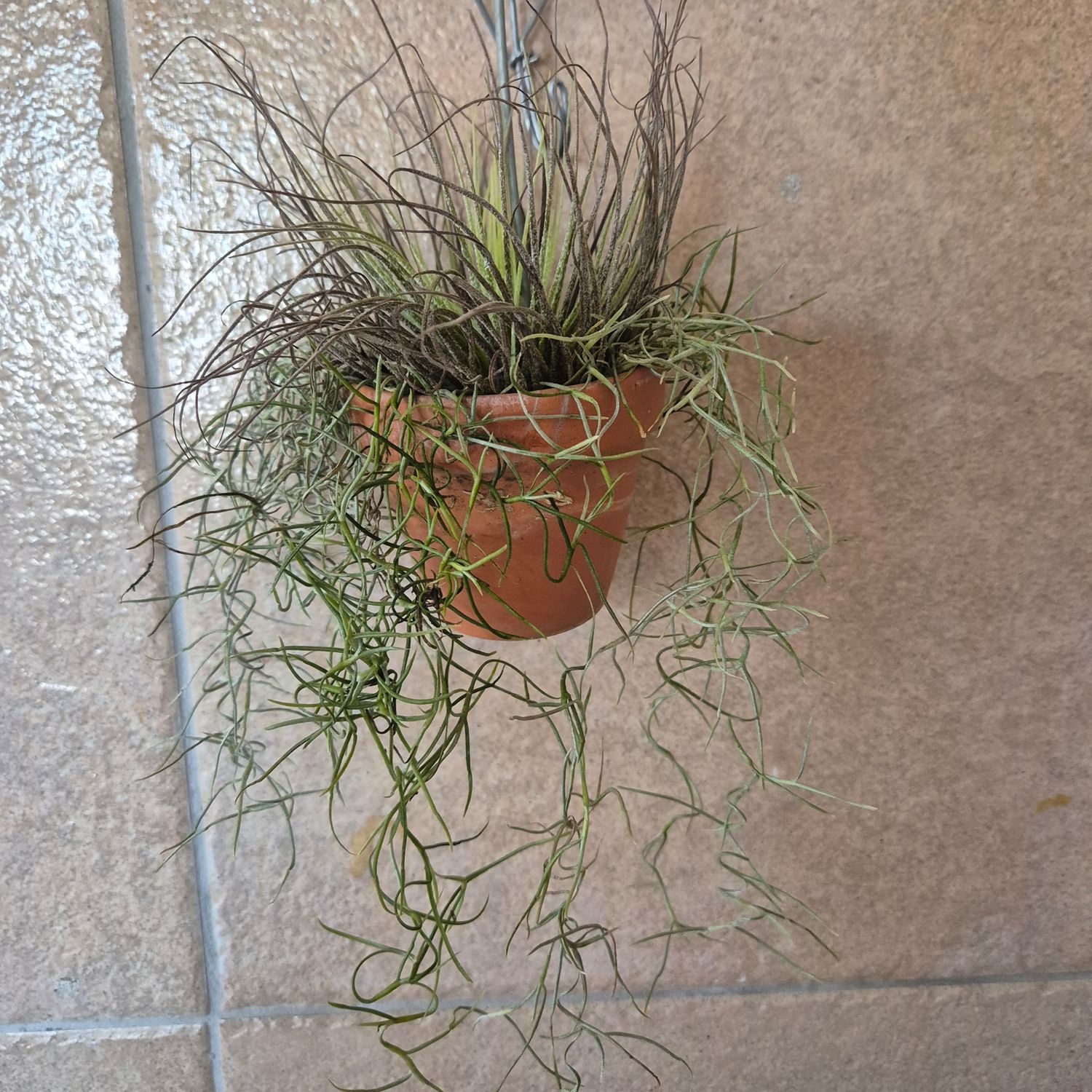 Tillandsia in Pottery pot