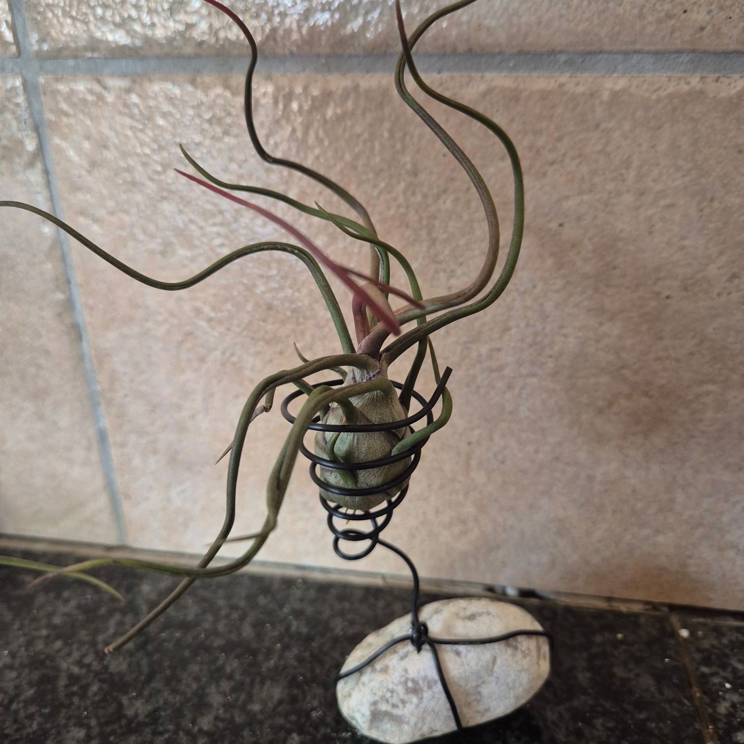 Tillandsia bulbosa on standing container